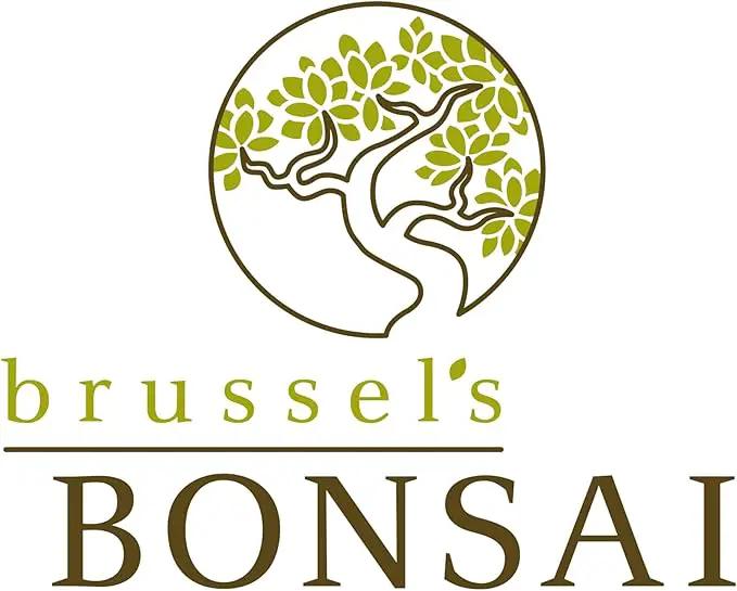 Brussel's Bonsai Live Golden Gate Ficus Indoor Bonsai Tree - Small, 4 Years Old, 5 to 8 In - Live Bonsai Tree in Ceramic Bonsai Pot with Humidity Tray by GreenHaven Gardens