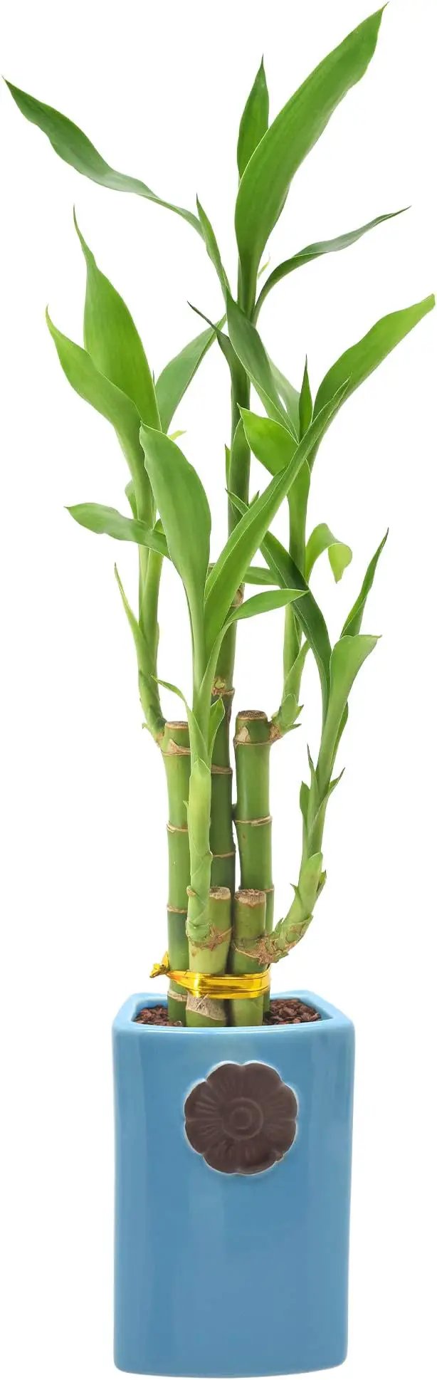 Arcadia Garden Products 5-Stem Lucky Bamboo, Live Indoor Plant in Contour II Ceramic Planter for Home, Work, or Gift, Blue ***Cannot Ship to Hawaii*** by GreenHaven Gardens