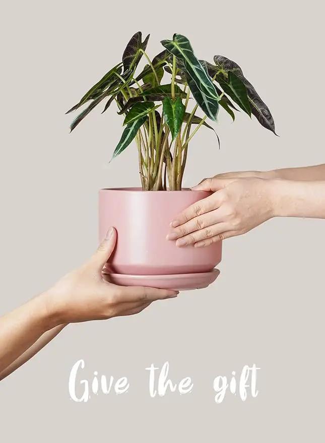 LE TAUCI Ceramic Plant Pots, 4.3+5.3+6.8 inch, Set of 3, Planters with Drainage Hole and Saucer, Indoor Flower Pot with Hole Mesh Pad, Gifts for Mom, Pink by GreenHaven Gardens