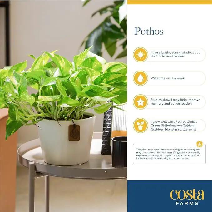 Costa Farms Live Pothos Plant (Pack of 4) - Easy Grow Vining Live Indoor Houseplant, Air Purifying Trailing Plant in Plant Pots, Housewarming Gift, Room, Home Decor, 10-12 Inches Tall by GreenHaven Gardens