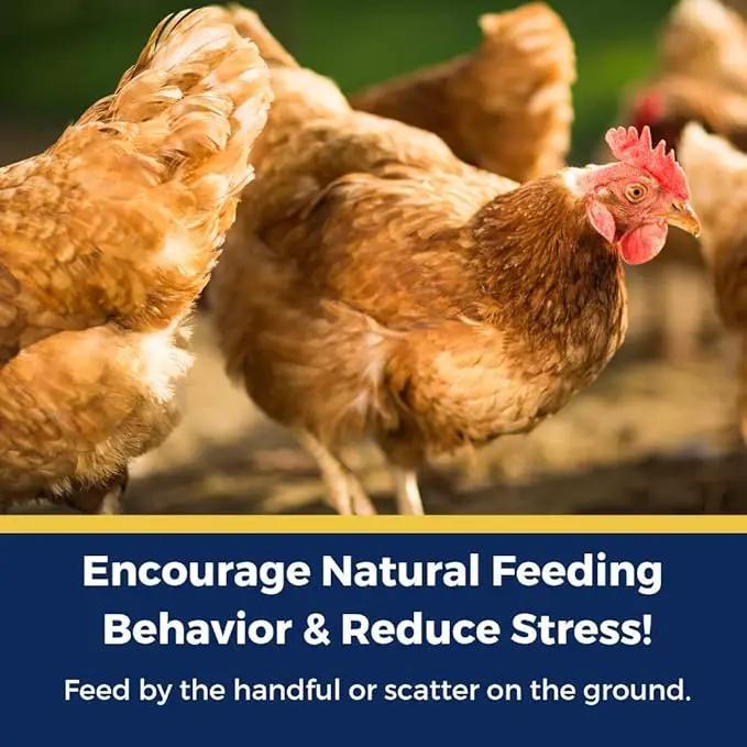 Pampered Chicken Mama Best Eggs Ever! Nesting Herbs for Chickens (4 Pounds) Calcium Supplement for Chickens | Chicken Feed Supplies, Hen Treats for Coops by GreenHaven Gardens