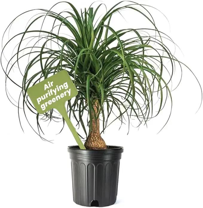 American Plant Exchange Ponytail Palm – 10-Inch Pot – Live Large Bonsai Plant, Pet Safe Indoor Tree, Easy Care Air Purifying Houseplant for Home, Office, or Gift Decor by GreenHaven Gardens
