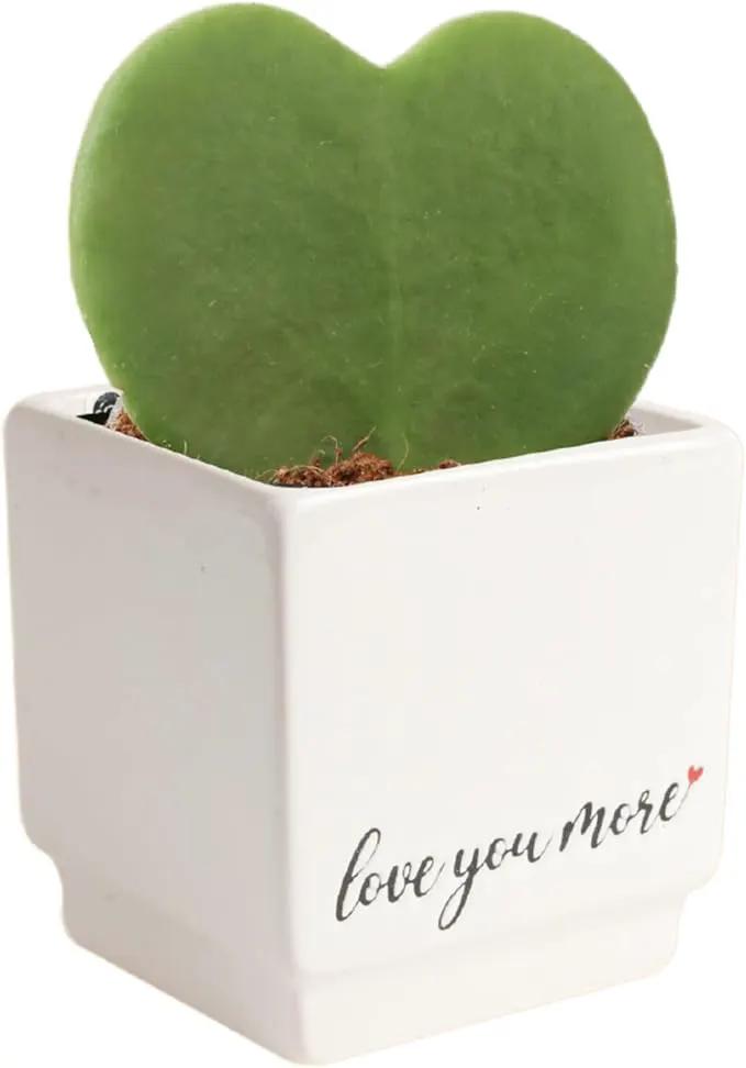 Costa Farms Hoya Heart Live Plant, Succulent-Like Houseplant in Cute Love You More Plant Pot, Potting Soil, 5-Inches Tall| Valentines Day Gift | Valentines Day Decoration by GreenHaven Gardens