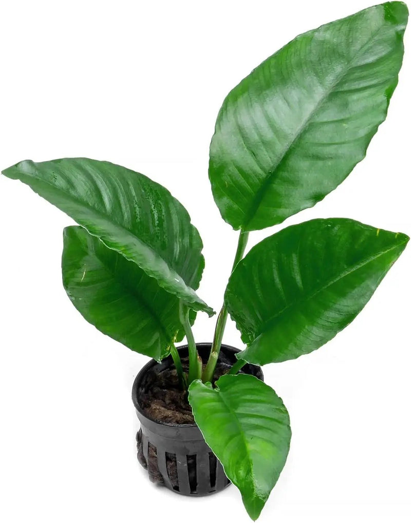 Anubias Live Aquarium Plants - Potted Freshwater Plant for Fish Tanks, Terrariums - Beginner Friendly Low Light (Heterophylla, 1 Pot) by GreenHaven Gardens