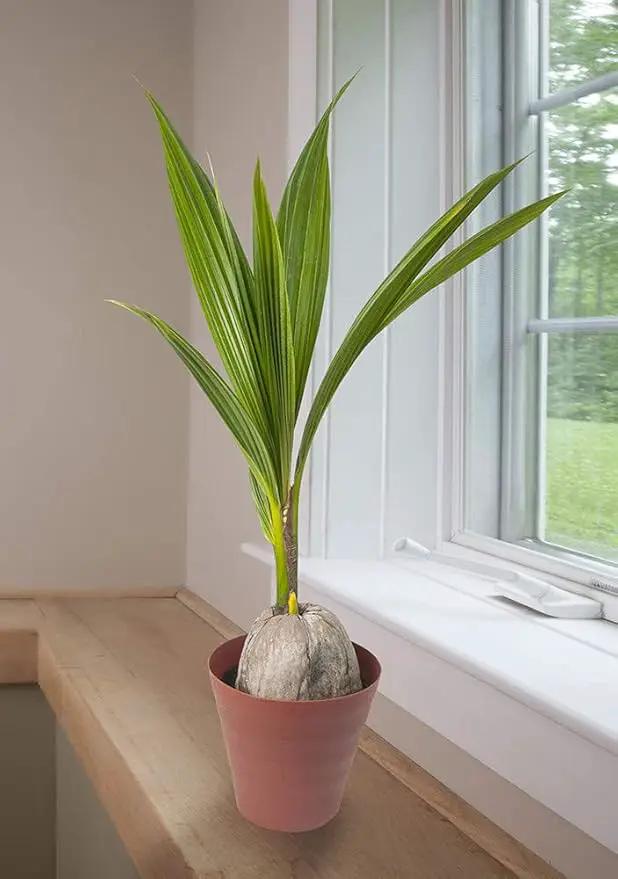 American Plant Exchange Coconut Palm Tree, Live Tropical Plant for Indoor & Outdoor Use, Malaysian Dwarf Green, Home, Garden, Landscape & Patio Décor, 2ft Tall with Pot Cover by GreenHaven Gardens