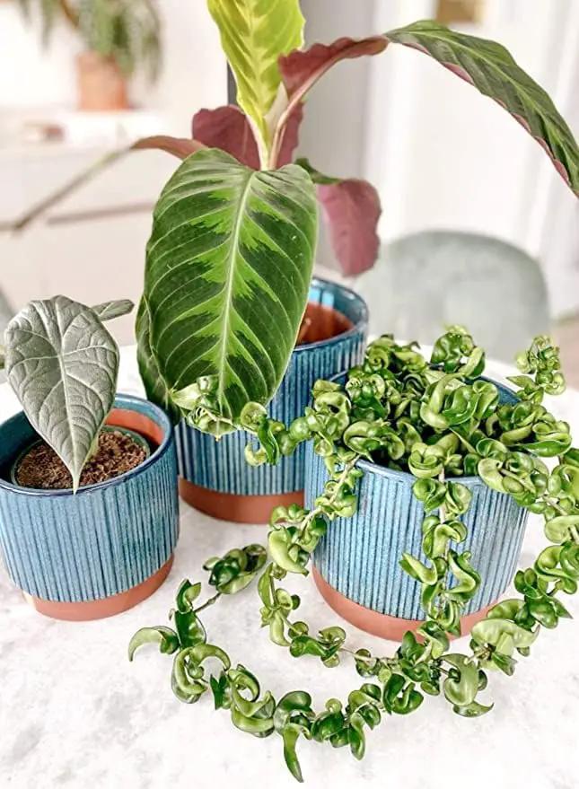 LE TAUCI Ceramic Plant Pots with Drainage Holes, Set of 3, 8+6.7+5.5 Inch Stripe Garden Planter Pots for Outdoor Indoor Plants Flower, Round Succulent Orchid Flower Pot Small to Large Size, Blue by GreenHaven Gardens