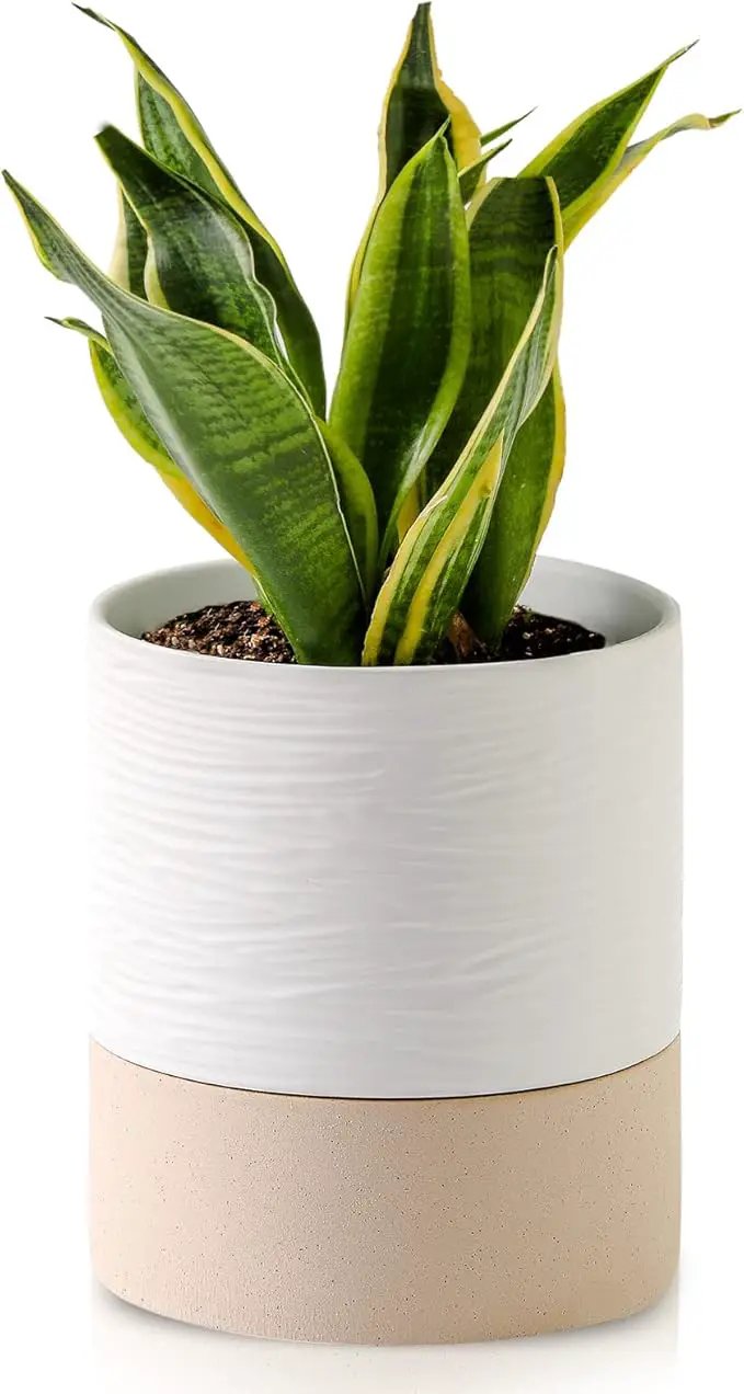 Nihow Self Watering Plant Pot: 6 Inch Ceramic Planter with Drainage Hole & Water Storage Plus for Indoor & Outdoor Plants - Cylinder Round Flower Pot for Succulent/Herbs/Violets - White & Brown by GreenHaven Gardens