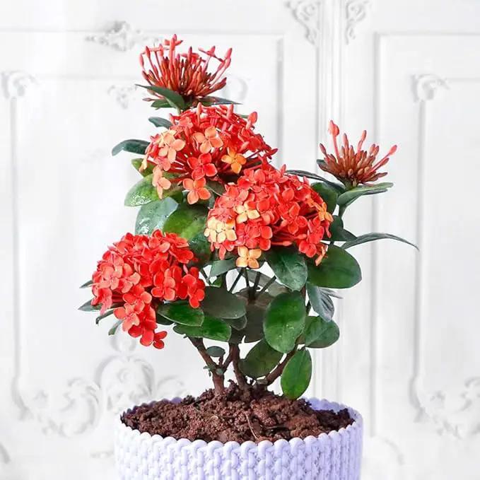 Ixora Plant Potting Soil - All-Natural Blend for Thriving Ixora Plants - Boosts Root Health and Vibrant Blossoms - 10 Quart by GreenHaven Gardens