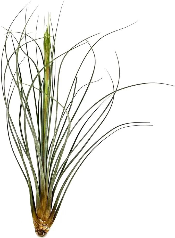 Air Plants Bulk - Tillandsia Juncea Wholesale, Jumbo 8-12" - 30ct - Live Arrival Guaranteed - House Plants for Home Decor & Gift by GreenHaven Gardens