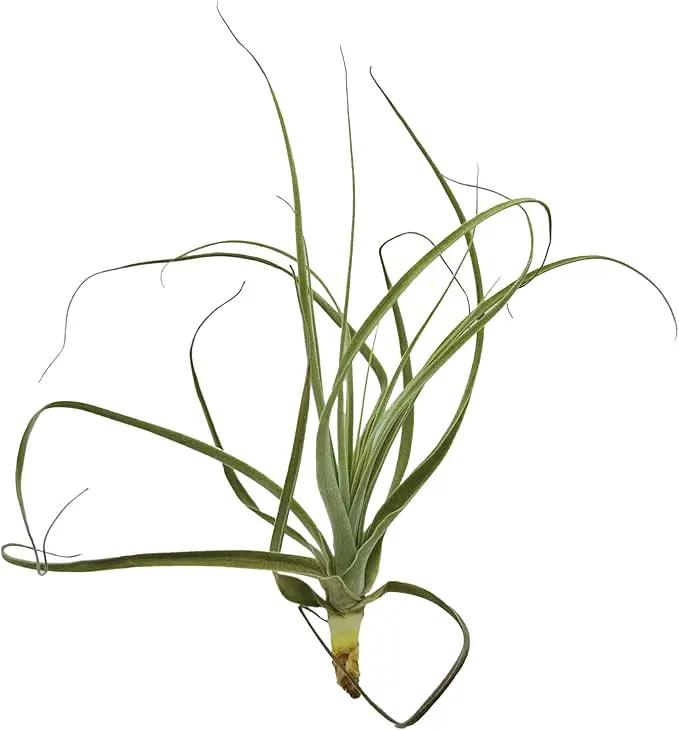 Air Plants - Tillandsia Straminea Jumbo 6-9" - 5ct - Live Arrival Guaranteed - House Plants for Home Decor & Gift by GreenHaven Gardens