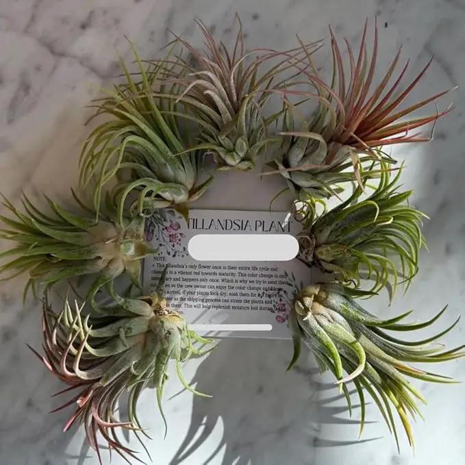 8 Air Plants, Tillandsia Air Plants Live Houseplants for Garden, Red Lonantha Tillandsia Plant, Air Plant by GreenHaven Gardens