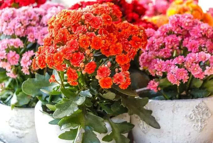 Premium Potting Mix for Kalanchoe Plants by Gardenera - Achieve Thriving and Healthy Growth - 2 Quart by GreenHaven Gardens