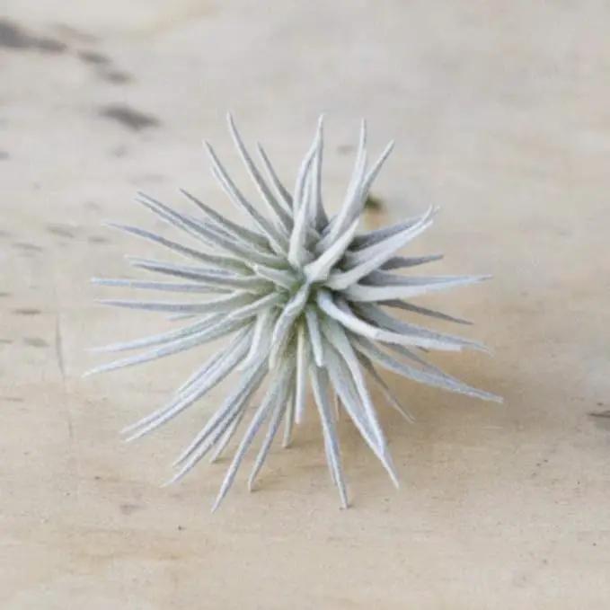 CHIVE Artificial Air Plants — Bulk Set of 5, Large — Ultra Realistic Fake Tillandsia Bromeliad Plants — Decorative Faux Succulents for Home & Office Decor — No Care Needed! by GreenHaven Gardens