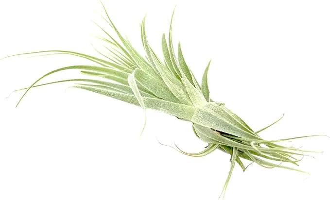 Live Air Plant - Tillandsia Gardneri 5-7” - ragnaroc Rare Collectors Indoor Tropical Plant - Live Arrival Guaranteed - House Plants for Home Decor & Gift by GreenHaven Gardens