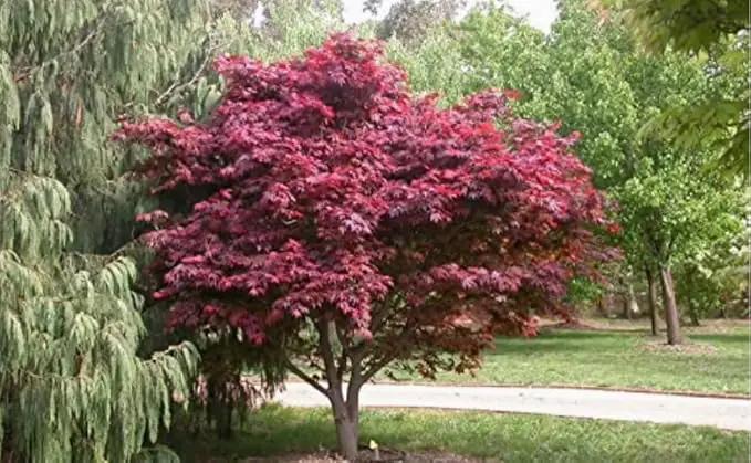 Red Japanese Maple Trees 2-Pack – Live Plants, 2-3 Ft Tall, Stunning Foliage by GreenHaven Gardens