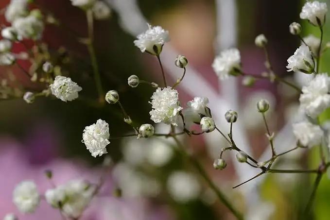 Set of 50 Assorted Flower Seed Packets! Flower Seeds in Bulk - 10+ Varieties Available! by GreenHaven Gardens