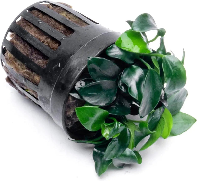 Anubias Live Aquarium Plants - Potted Freshwater Plant for Fish Tanks, Terrariums - Beginner Friendly Low Light (Nana Petite, 5 Pots) by GreenHaven Gardens