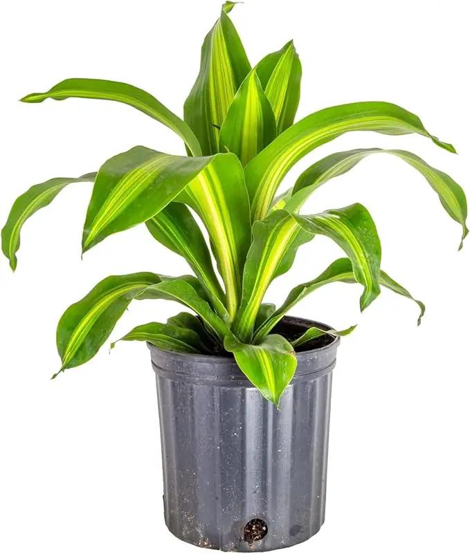 Premium Dracaena Potting Soil Mix - (4 Quart Bag) by GreenHaven Gardens