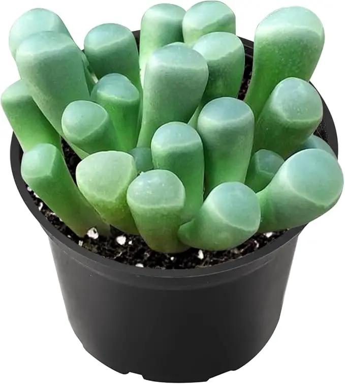 2" Live Succulent 'Baby Toes', Rare Succulent Plants Fully Rooted in Pots, Unique House Plant for DIY, Party Favor, Home Office Decoration by GreenHaven Gardens
