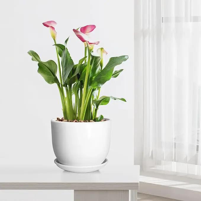 8 Inch Ceramic Planter, Plant Pots with Drainage Hole and Separable Saucer,Indoor-Outdoor Round Succulent Orchid Flower Pot,Indoor pots for Plants(Smooth White,Plant Pot only) by GreenHaven Gardens