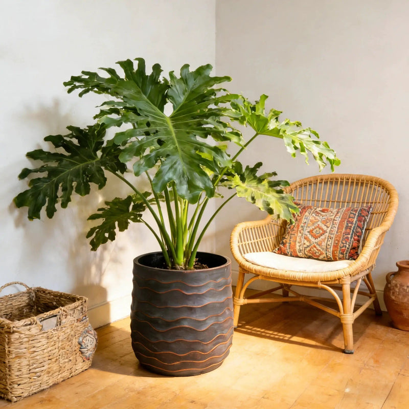 Large Round Planters Set of 2 by HouseOfZazla