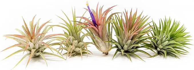 12 Pack Air Plants Ionantha Mexican-Colors and Shape Varies Due to Seasonality-Live Tillandsia Succulent for House Air Plants Holder-Available in Wholesale and Bulk-Easy Care Indoor and Outdoor Plants by GreenHaven Gardens