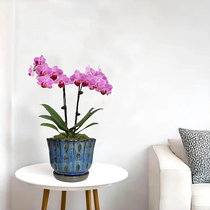 6 inch Round Ceramic Orchid Pot with Holes Orchid Planter (Dark Blue) by GreenHaven Gardens