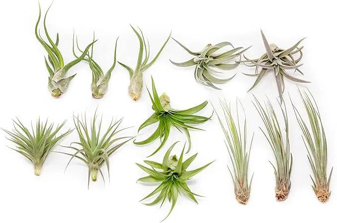 12 Pack of Classic Air Plants Variety - Live Succulent House Plants - Available in Wholesale and Bulk - Home and Garden Decor - Easy Care Indoor/Outdoor Air Plant by GreenHaven Gardens