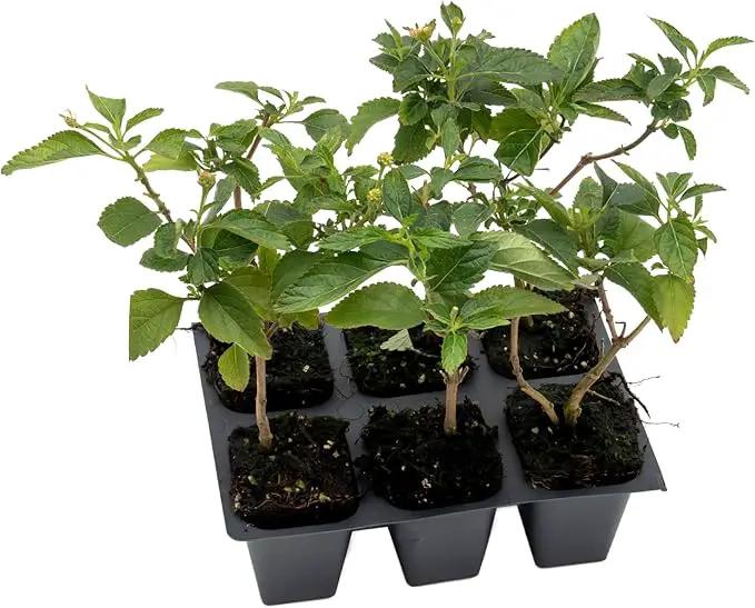 6 Dallas Red Lantana | Live Plants in 2.5-inch Nursery Cubes | Lantana Camara 'Dallas Red' Variety | Hardy Evergreen Perennial Shrub | Fiery Vibrant Blooms for Home & Garden by GreenHaven Gardens