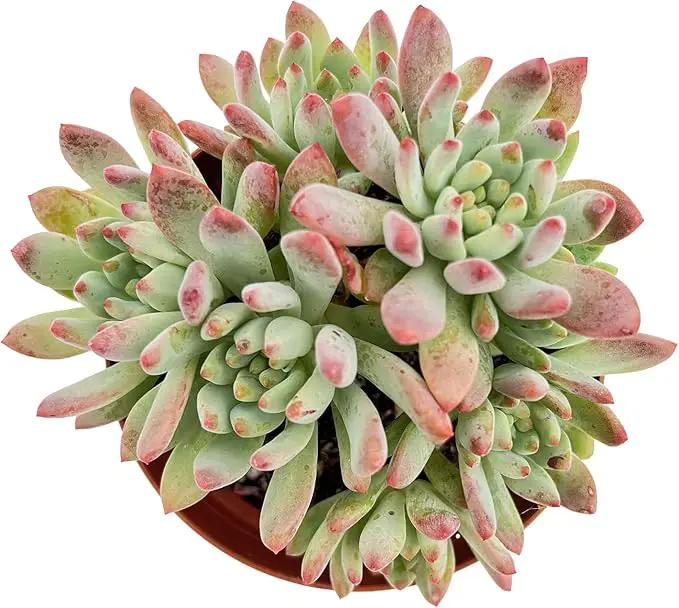 Live Succulent Plants Echeveria 'Blue Apples', Easy Care Potted Succulents, Approx 4" D x 4" H, Indoor Houseplant, Unique Gifts, Home Office Décor by GreenHaven Gardens