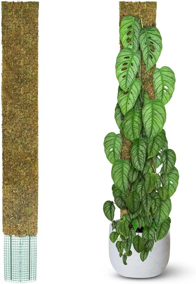DUSPRO 59’’ Flat Mesh Moss Poles for Climbing Plants Monstera Flat Stacks for Tall Plant with Real Moss Moss Pole for Indoor Plants Plant Stick Support Tall Indoor Plants Support Stakes (1pc., 59'') by GreenHaven Gardens