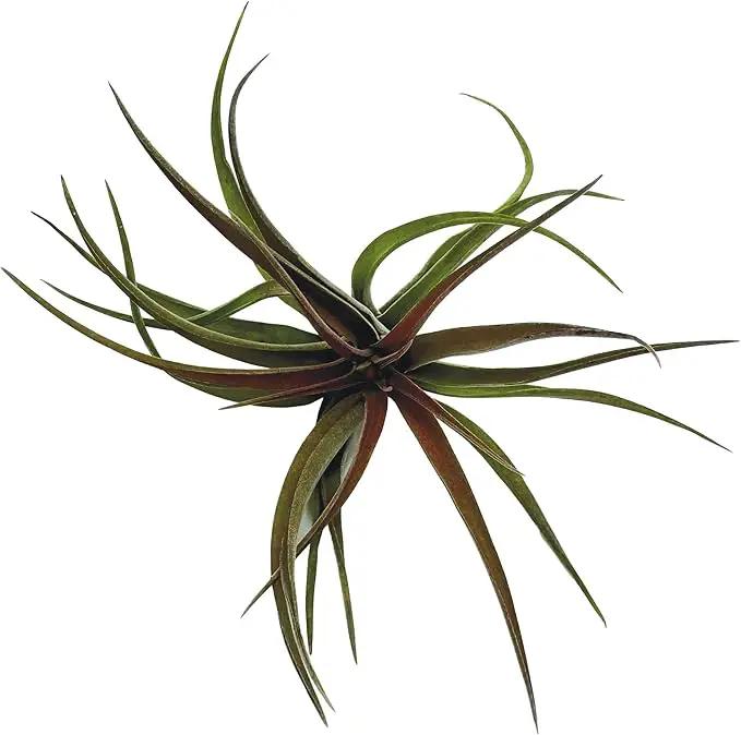 Air Plants - Tillandsia Brachycaulos Abdita, Large 4-6" - 2 ct - Live Arrival Guaranteed - House Plants for Home Decor & Gift by GreenHaven Gardens