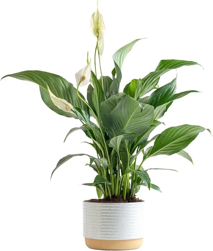 Costa Farms Peace Lily, Live Indoor Plant with Flowers, Easy to Grow Houseplant in Decorative Pot, Potting Soil, Thinking of You, Get Well Soon Gift, Room Decor, 1 Foot Tall by GreenHaven Gardens