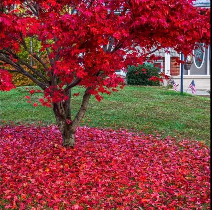 Red Japanese Maple Trees 2-Pack – Live Plants, 2-3 Ft Tall, Stunning Foliage by GreenHaven Gardens