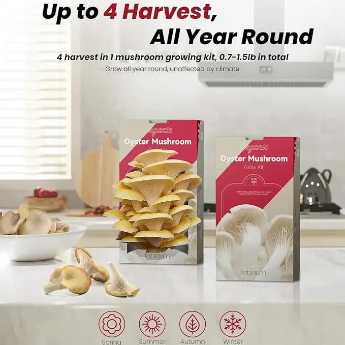 inbloom Large Organic Golden Oyster Mushroom Growing Kit (4 lbs), Double-Side Yellow Mushroom Grow Kit, MD USA Non-GMO Mushroom Kit, Harvest Mushrooms in 10 Days at Home, Indoor Gardening for Adults by GreenHaven Gardens