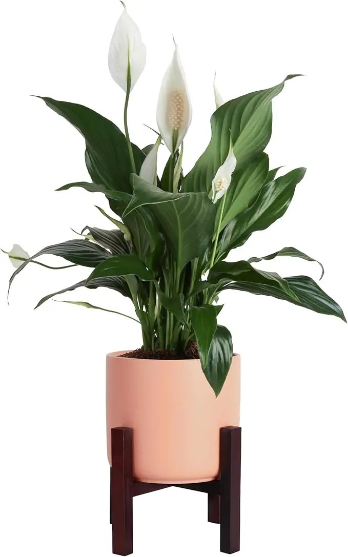 Costa Farms Premium Live Indoor Peace Lily Spathiphyllum, Marble Ceramic Decorator Pot 15-Inches Tall, Shipped Fresh from Our Farm by GreenHaven Gardens