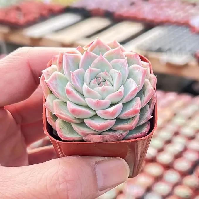 Live Succulent Echeveria 'Red Line Queen', Approx 2-inch Large, Potted Succulents, Fully Rooted, Easy Care House Plants by GreenHaven Gardens