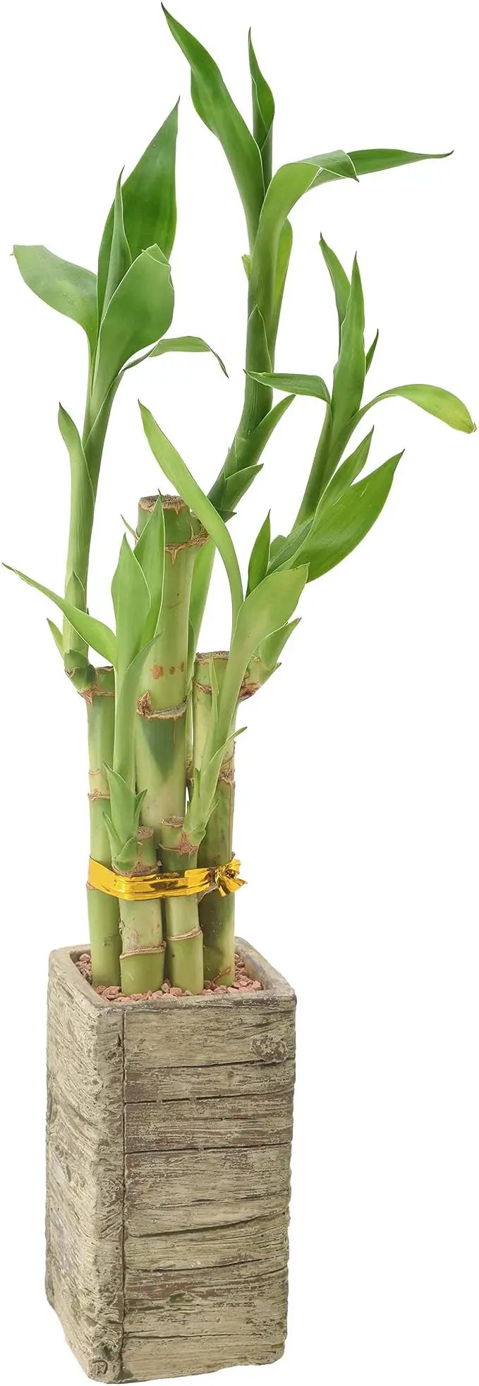 Arcadia Garden Products LV24 5-Stem Lucky Bamboo, Live Indoor Plant in Aged Wood Planter for Home, Work, or Gift, Medium ***Cannot Ship to Hawaii*** by GreenHaven Gardens