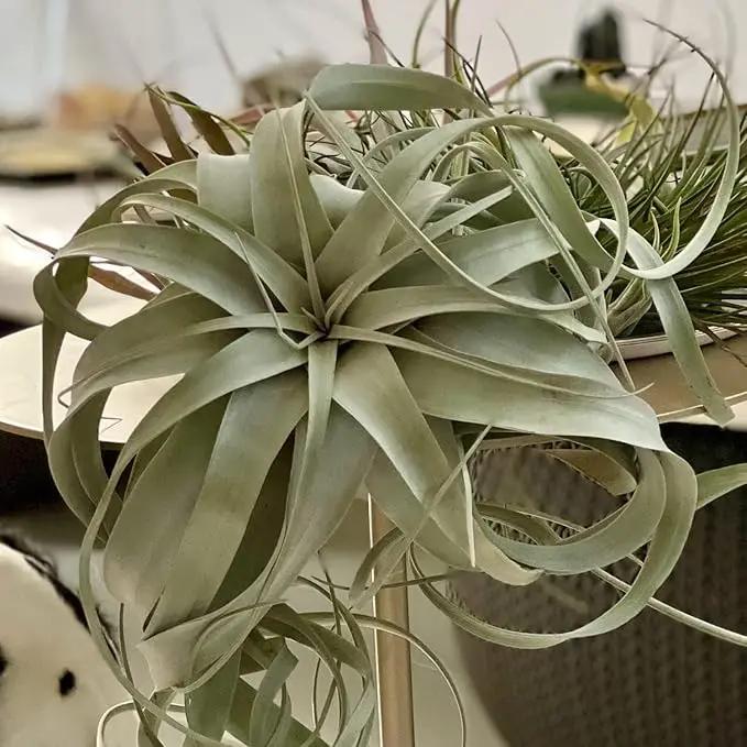 Air Plants - Tillandsia Xerographica, Large 5-7” - 10ct - Live Arrival Gauranteed - House Plants for Home Decor & Gift by GreenHaven Gardens