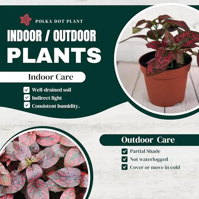 Polka Dot Plant (4-Pack) - Live Houseplants, Small Indoor Plants, Hypoestes Red - Colorful, Air-Purifying House Plants by GreenHaven Gardens