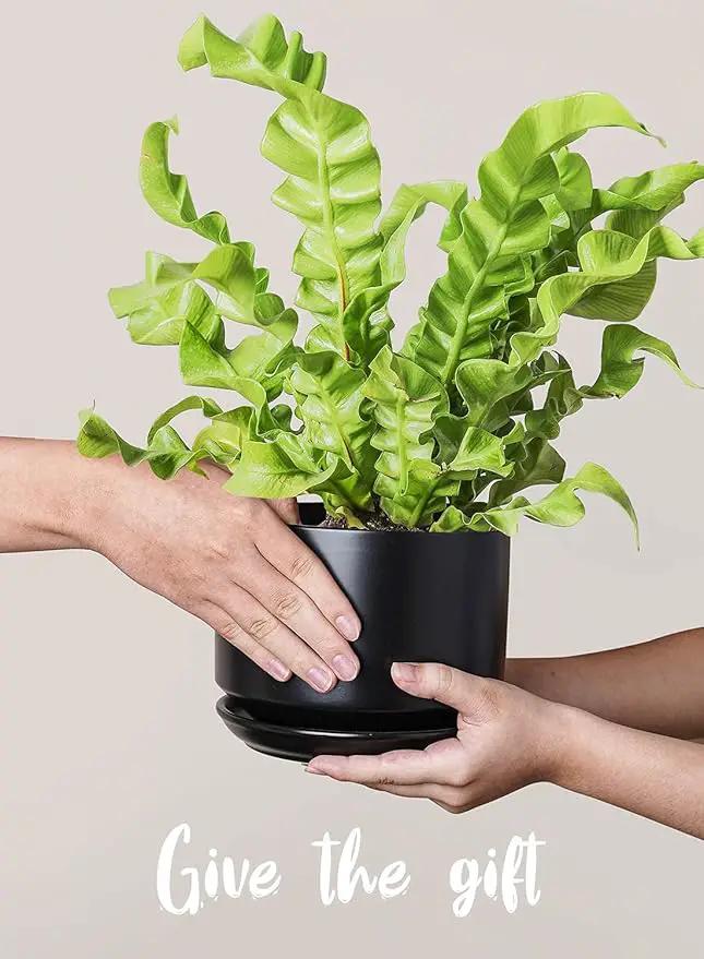 LE TAUCI Ceramic Plant Pots, 4.3+5.3+6.8 inch, Set of 3, Planters with Drainage Hole and Saucer, Indoor Flower Pot with Hole Mesh Pad, Gifts for Mom, Black by GreenHaven Gardens