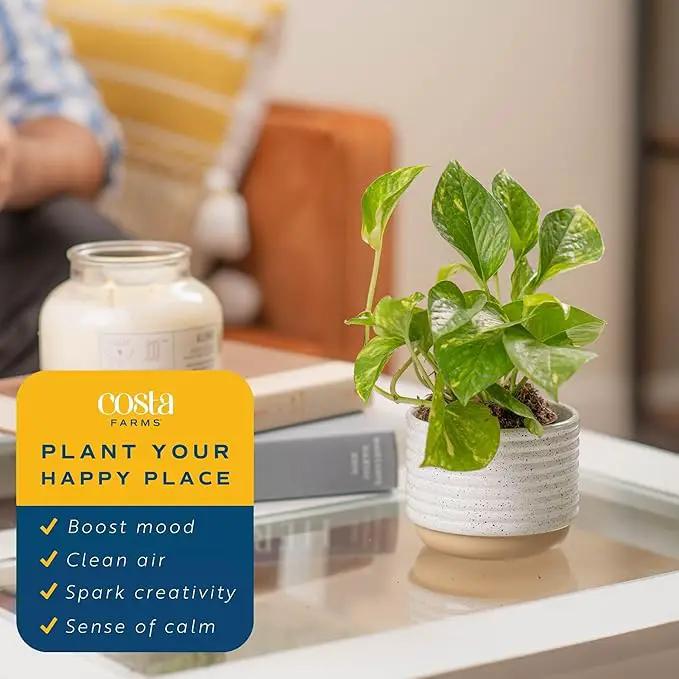 Costa Farms Live Pothos Plant, Easy Care Vining Live Indoor Houseplant, Air Purifying Trailing Plant Potted in Premium Decor Pot, Potting Soil, Gift for Office and Home Decor, 8-Inches Tall by GreenHaven Gardens