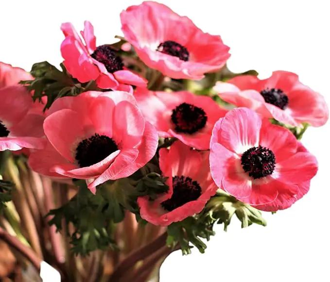 Easy to Grow Anemone Italian Mistral Plus Rosa Shocking - 10 Plant Bulbs, Rose-Pink Flowers in Spring Gardens Full Sun by GreenHaven Gardens