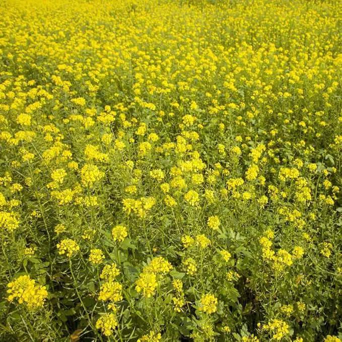 Outsidepride White Mustard Seeds for Planting - 10 lb Annual Cover Crop Seeds w/Deep Root System, High Protein Forage, Ideal for Soil Fertility, Crop Rotations, & Livestock Nutrition by GreenHaven Gardens