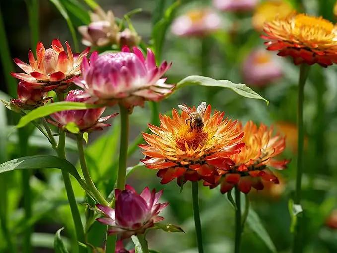 Set of 50 Assorted Flower Seed Packets! Flower Seeds in Bulk - 10+ Varieties Available! by GreenHaven Gardens