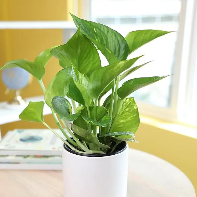 Golden Pothos Plant Live House Plant Live Plants, Trailing Plants Live Houseplants, Golden Pothos Live Plant Houseplant, Live Pothos Devils Ivy Live Plant Money Plant Indoor Plants by Plants for Pets by GreenHaven Gardens