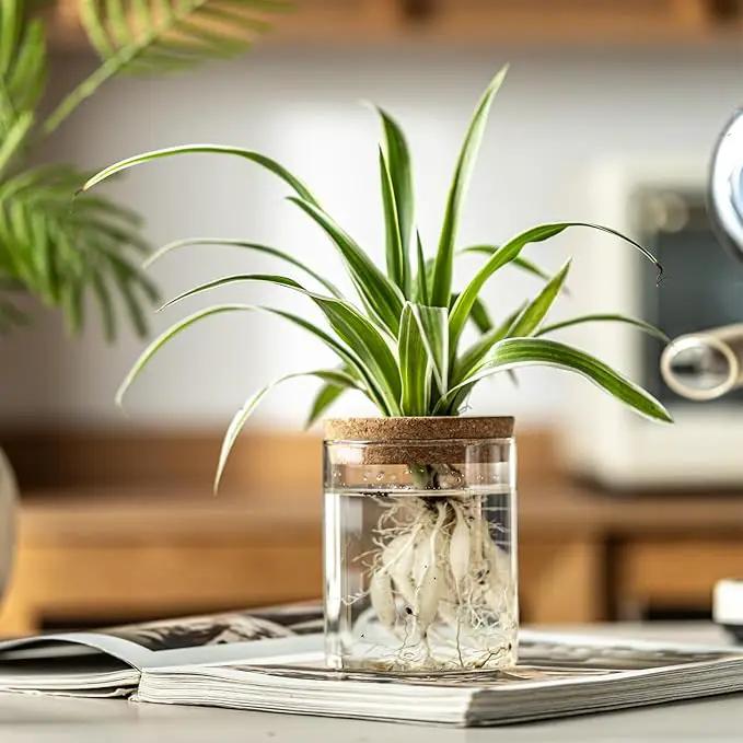 Glass Plant Propagation Stations for Plants – Set of 4(4 Large & 4 Small) Hydroponic Vases for Plant Cuttings,Flower Arrangements, Home & Office Decor–Desktop Vases for Living Room, Bedroom (8) by GreenHaven Gardens