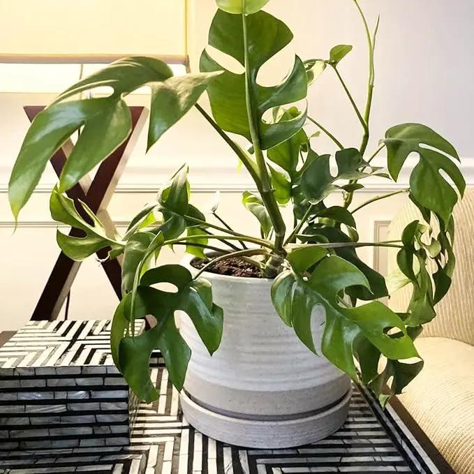 6 + 8 Inch Plant Pots, Ceramic Planter Pot with Drainage Hole & Saucer, Indoor/Outdoor Cylinder Round Planter Pot, Cream & Beige by GreenHaven Gardens