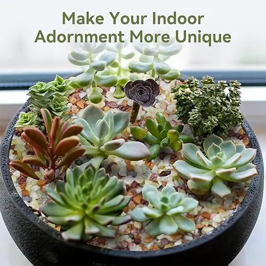 2.5 lbs Pebbles for Indoor Plants, Succulent Rocks, 3/8" Polished Pebbles for Bamboo, Vase, Terrarium, Natural Decorative Small River Rocks for Crafts, Cactus, Outdoor Garden Landscaping by GreenHaven Gardens