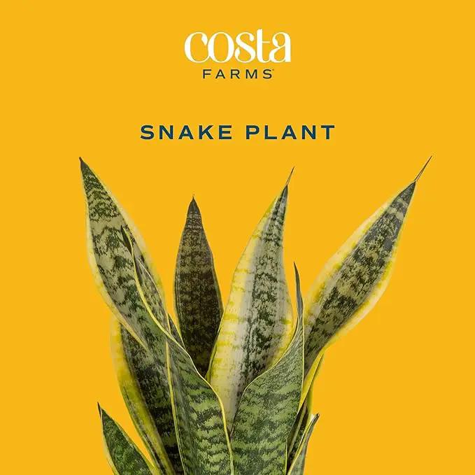Costa Farms Snake Plant, Easy Care Live Indoor Plant in Décor Planter, Beautiful Clean Air Purifying Houseplant, Boho Home and Room Décor, Housewarming Gift, 8-Inches Tall by GreenHaven Gardens